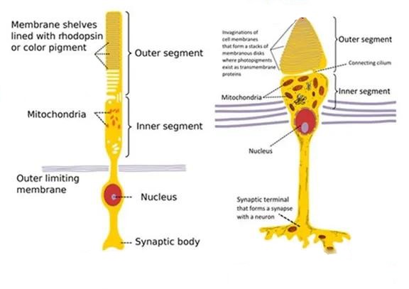 Figure 1 Rods (left) and cones (right)