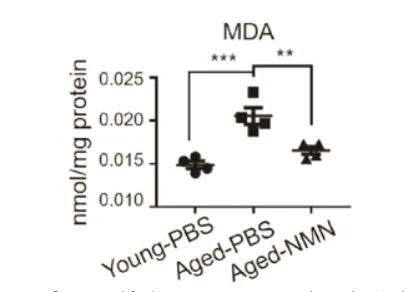 NMN reduces oxidative stress