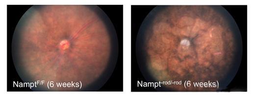 FIG. 4 fundus images of mice