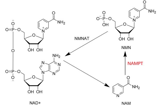 FIG. 2 Nampt enzyme catalyzes NAM to synthesize NMN and acts as a rate-limiting step in the reaction to maintain NAD+ levels