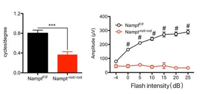 FIG. 3 Mice lacking rod cell NMN have significantly reduced vision (electroretinogram with B-wave signal in bright light)