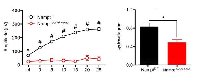 FIG. 5 The vision of mice lacking cone cell NMN is greatly reduced (electroretinogram with B-wave signal in bright light)