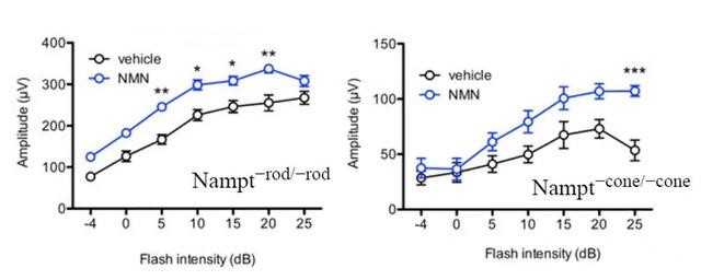 FIG. 6 Electroretinogram signals of mice (B-wave signals in bright light environment as an example)